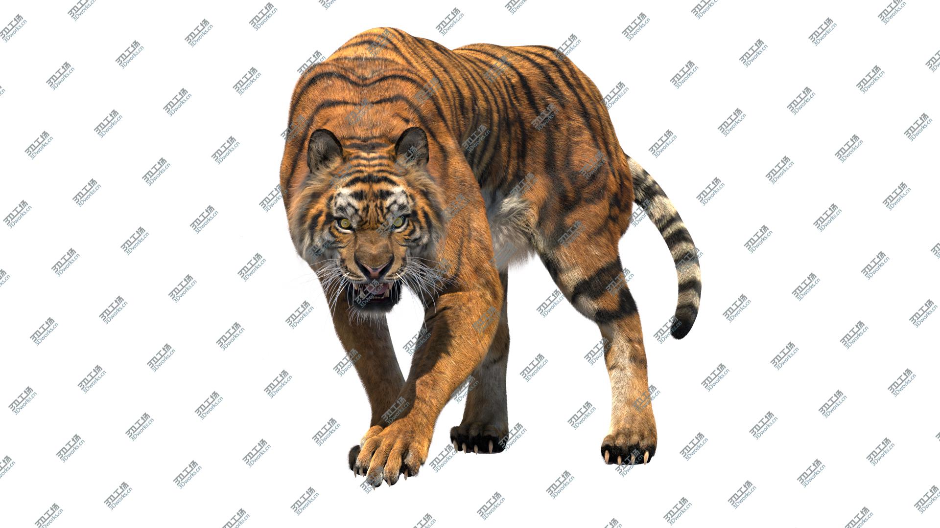 images/goods_img/2021040232/Tiger Fur 3D model/3.jpg